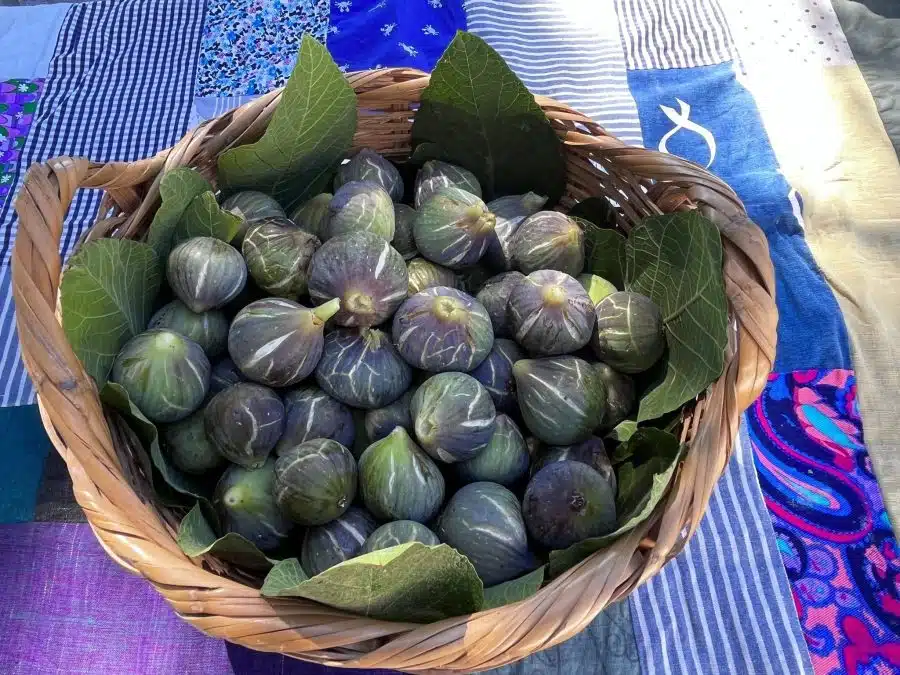 Almanaque da Aldeia em Santa Rita dedicou-se ao figo e aos seus usos tradicionais