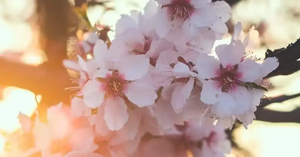 Alta Mora em flor de Amendoeira