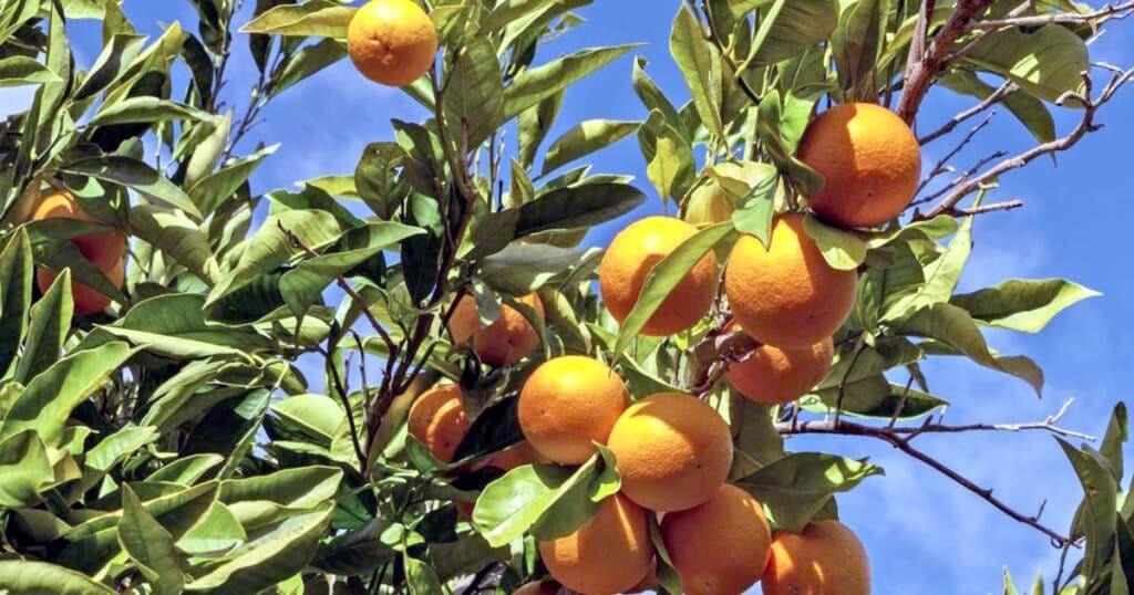 Conferência sobre a laranja em Silves