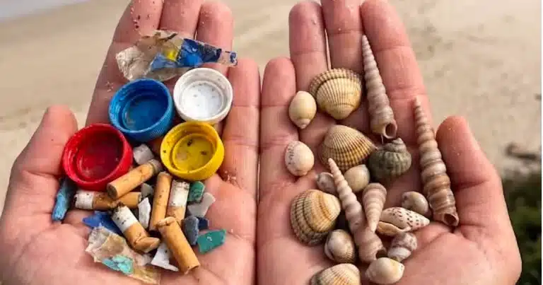 Deixar a concha na areia é gesto que protege a vida marinha