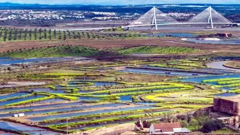 Empreendedor de Castro Marim cria plataforma digital para gerir produção de sal artesanal