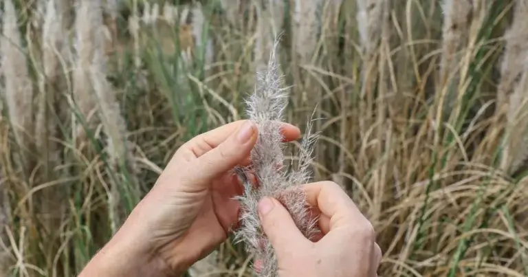 Erva-das-pampas problema de saúde pública
