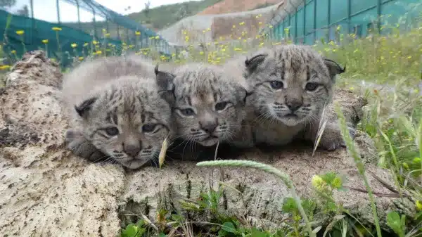 ESPECIAL: O Efeito Lince no aumento de coelhos