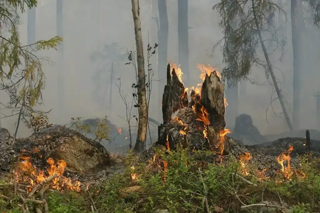 Incêndios devastam 60 Mil Hectares