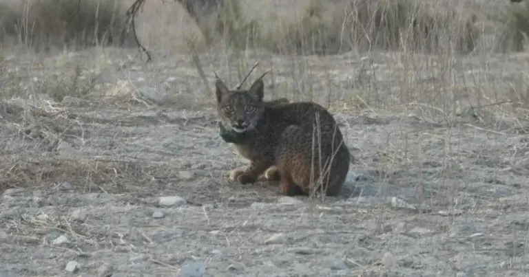 Lince ibérico morto e autor já identificado