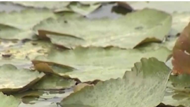 Nenúfar-mexicano ameaça troço internacional do Guadiana com “manto verde” em Badajoz