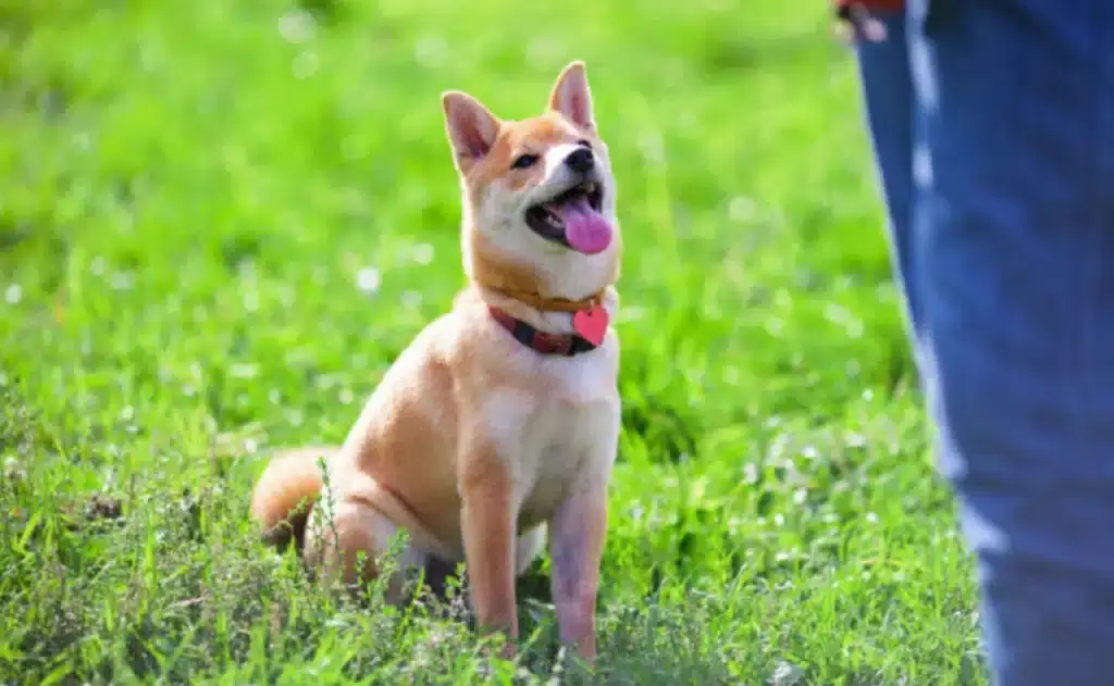 Obediência Canina
