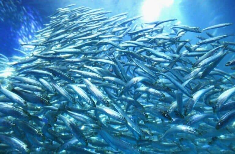 Pesca da sardinha limitada
