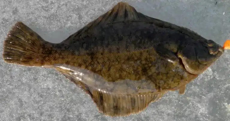 Pesca de linguado interdita a partir de segunda-feira