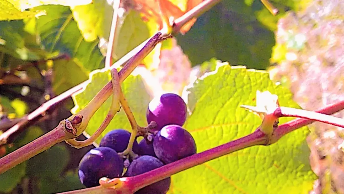 Produção de vinho do Algarve pode atingir dois milhões de litros