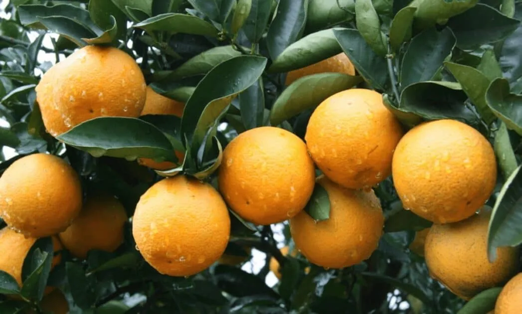 PSD Algarve pede reforço policial para travar furtos de laranja nas zonas de produção da região
