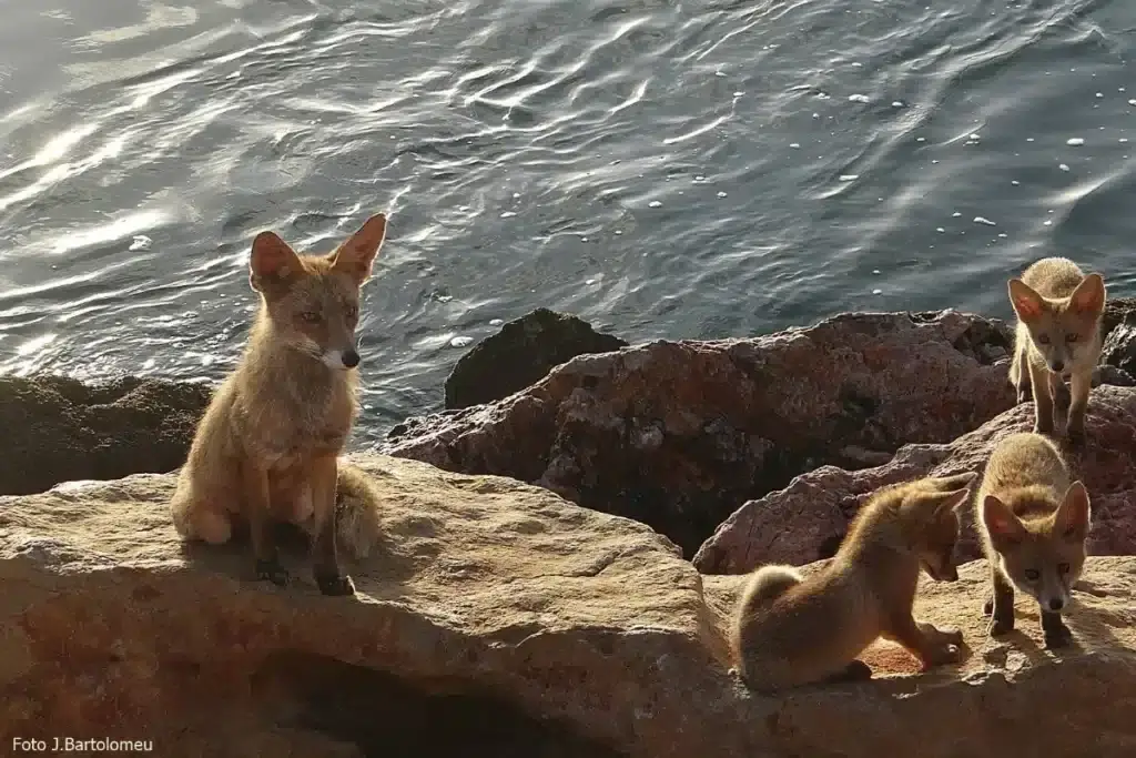 Raposas do Guadiana