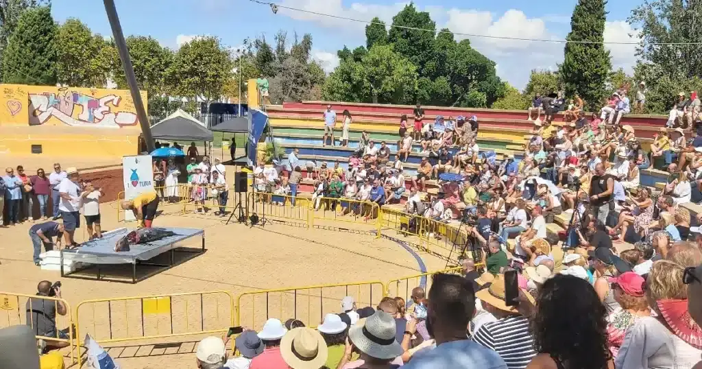 Ronqueio público do atum em Isla Cristina
