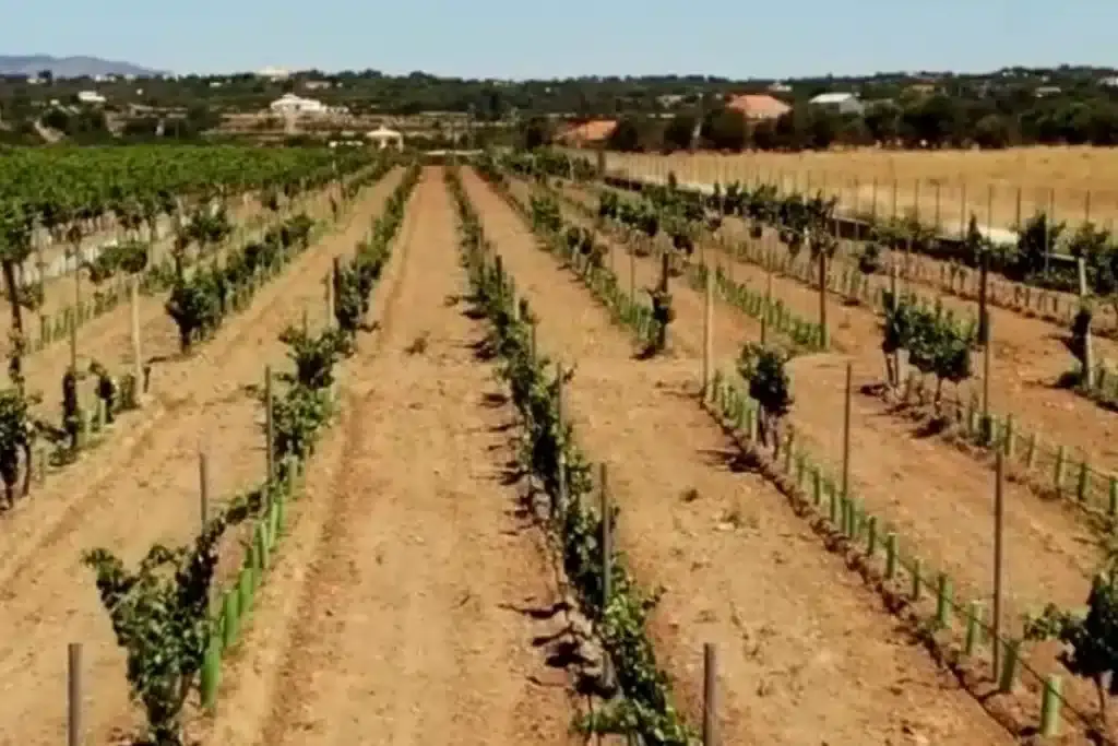 Sustentabilidade nos Vinhos do Alentejo atinge marca histórica com 30 produtores certificados