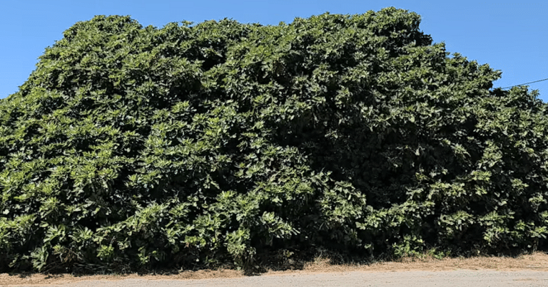 Vila Nova de Cacela: a figueira gigante ou a nora antiga é o dilema