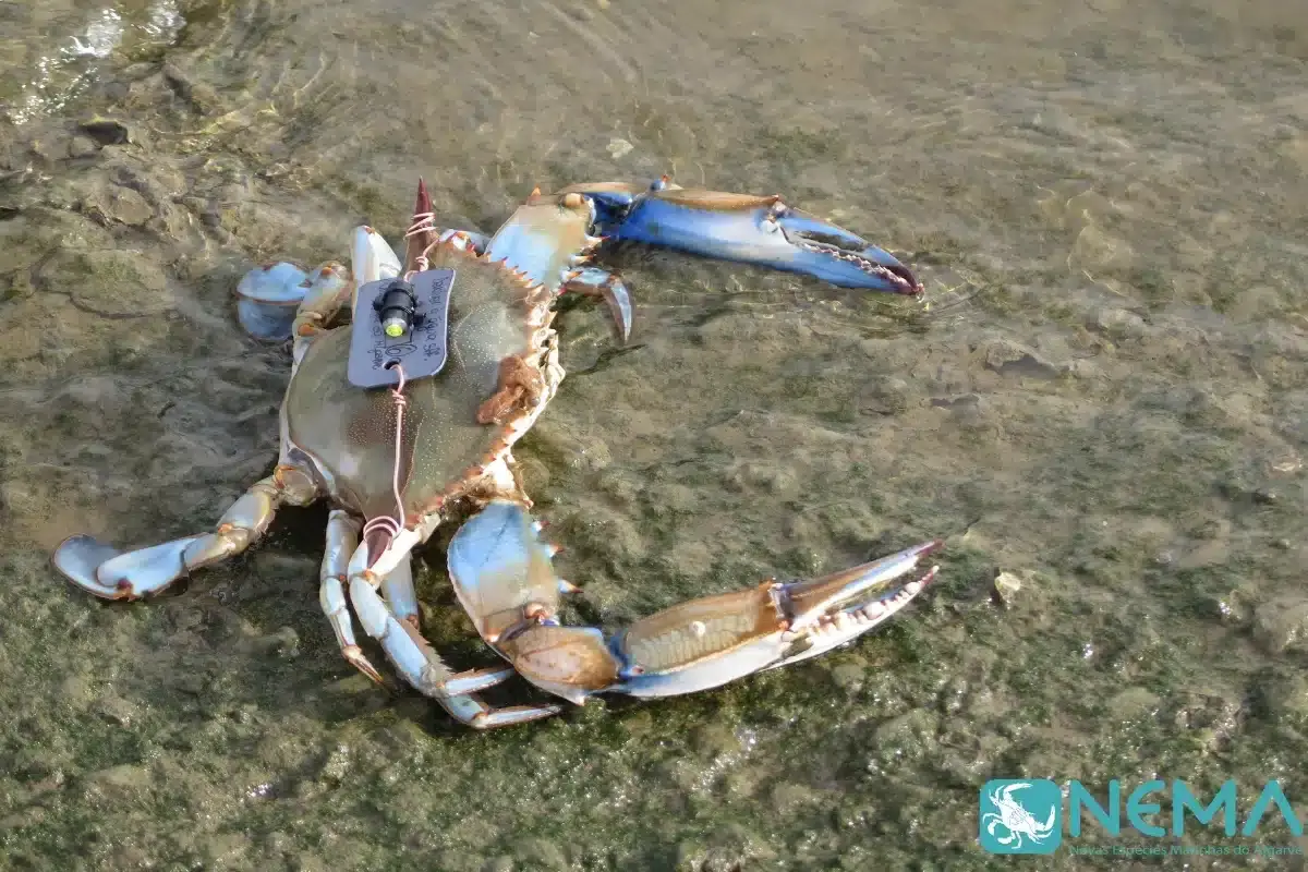 caranguejo azul