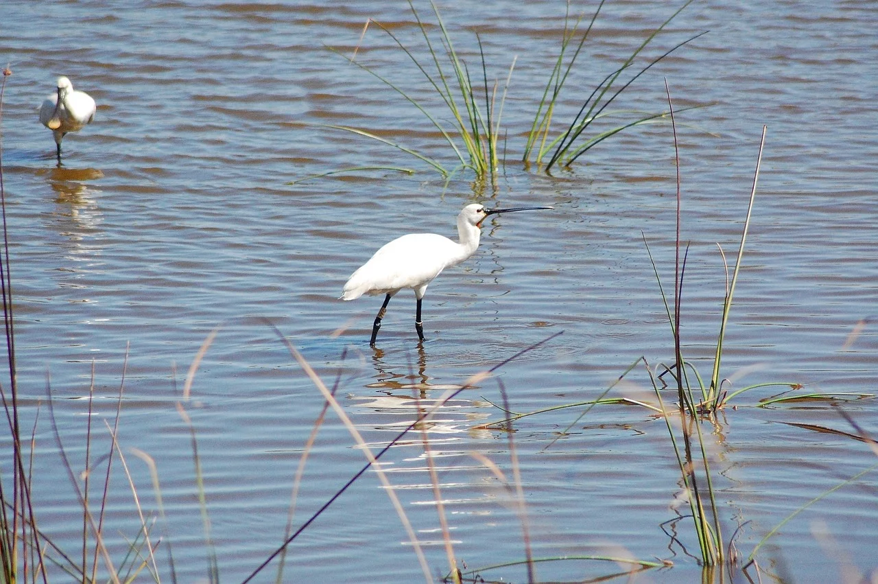ave white, donana, spatula, national park, water bird-3660671.jpg