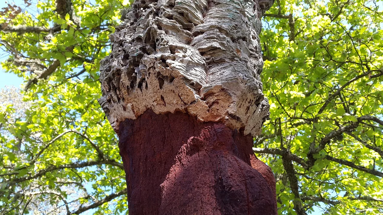 cork oak, deciduous tree, quercus suber, mediterranean, sardinia, cork, bark, cork layer, cork oak, cork oak, cork oak, cork oak, cork oak, cork-2277630.jpg