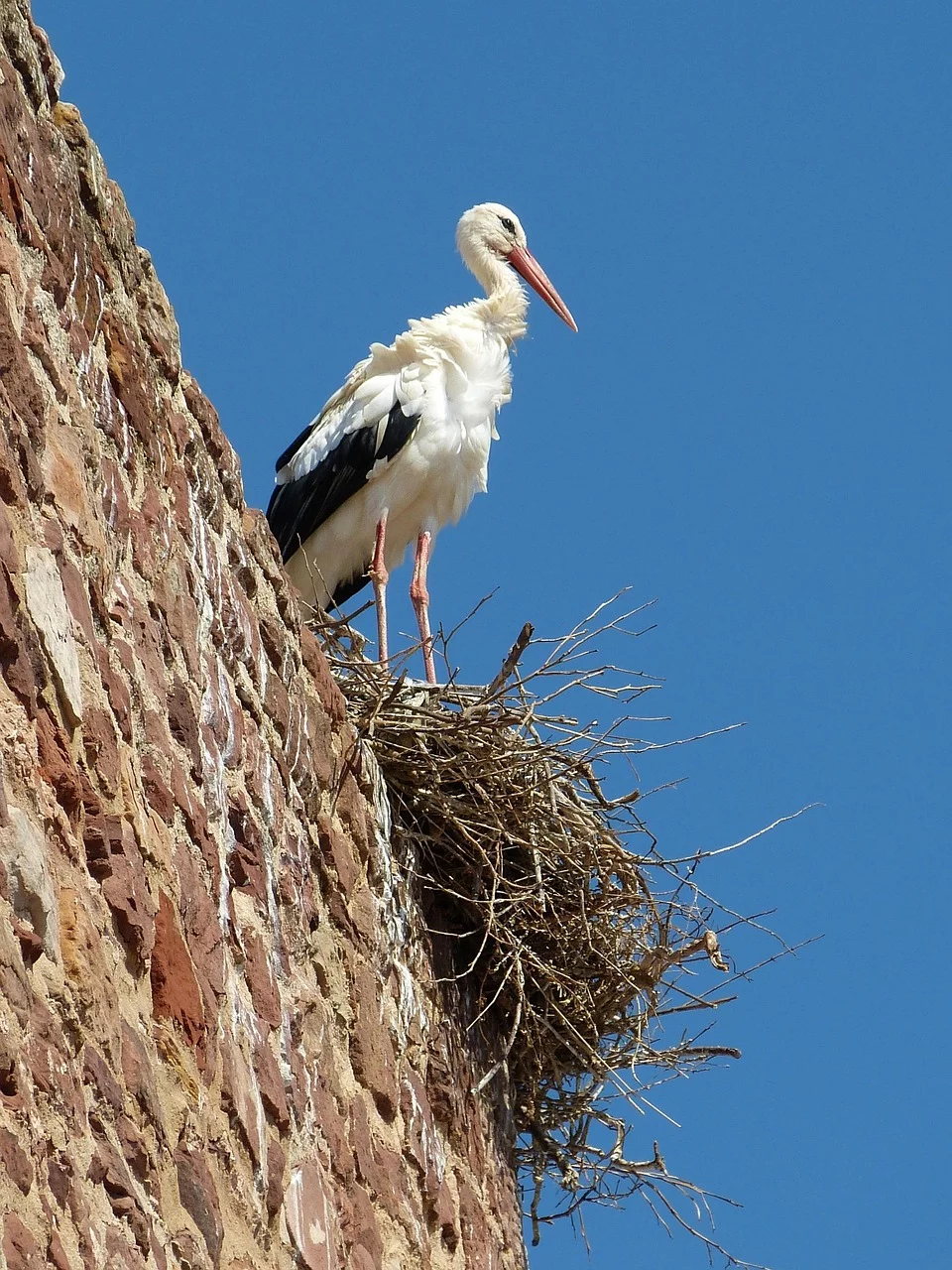 stork, bird, nest, silves, algarve, portugal, castle, tower, nature, wall, brick, brick wall, masonry-227806.jpg
