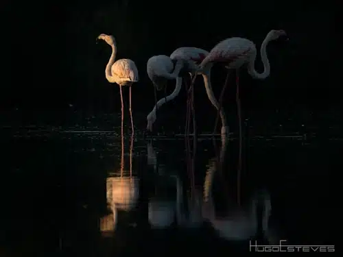 Flamingos - Hugo Esteves